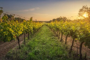 Gün batımında Bolgheri bağlarında. Castagneto Carducci, Livorno ili, Toskana bölgesi, İtalya