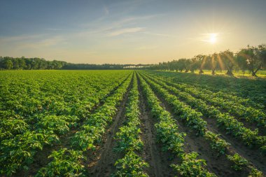 Maremma 'da gün doğumunda patates tarlası ve zeytin ağaçları sıralanır. Castagneto Carducci, Toskana bölgesi, İtalya, Avrupa
