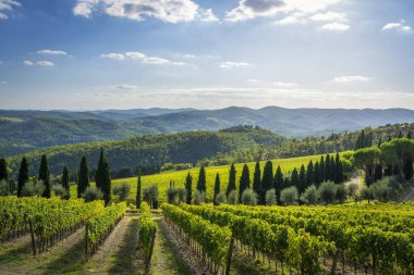 Sonbahar mevsiminde Chianti üzüm bağlarında ve panoramik manzarada Radda. Siena ili, Toskana bölgesi, İtalya, Avrupa