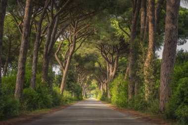 Parco della Maremma 'daki Marina di Alberese' de çam ağaçları olan yol, aynı zamanda Uccellina Parkı olarak da bilinir. Arka plandaki tepedeki eski kule. Grosseto ili, Toskana bölgesi, İtalya, Avrupa.