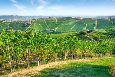 Langhe üzüm bağları ve Barbaresco köyü. Unesco Dünya Mirası Alanı. Piedmont bölgesi, İtalya, Avrupa