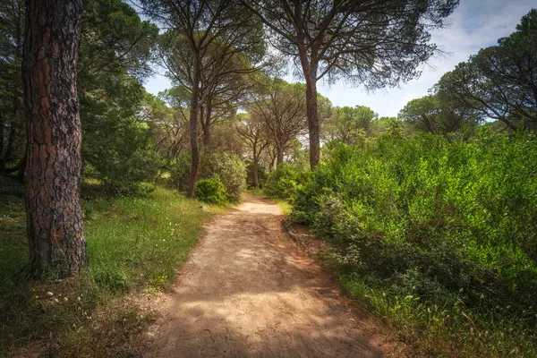 Parco della Maremma ormanında Uccellina Parkı olarak da bilinir. Marina di Alberese, Grosseto ili, Toskana bölgesi, İtalya, Avrupa.