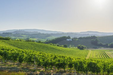 San Gimignano kırsalındaki üzüm bağları, panoramik manzara. Arka planda San Gimignano köyünün kuleleri var. Siena ili, Toskana bölgesi, İtalya