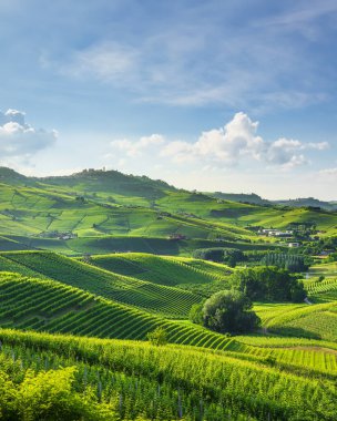Langhe bölgesindeki Barolo kasabası yakınlarındaki kayan tepelerdeki üzüm bağları. Unesco Dünya Mirası Bölgesi, Cuneo ili, Piedmont bölgesi. İtalya, Avrupa.