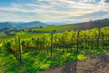 Sonbaharda Morellino di Scansano şarap bağlarının manzarası. Arka planda Montiano köyü. Maremma, Grosseto ili, Toskana bölgesi, İtalya