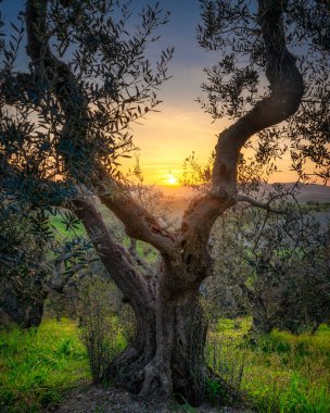 Santa Luce 'de eski zeytin ağacı ve batan güneş, Colline Pisane. Pisa ili, Toskana bölgesi, İtalya, Avrupa