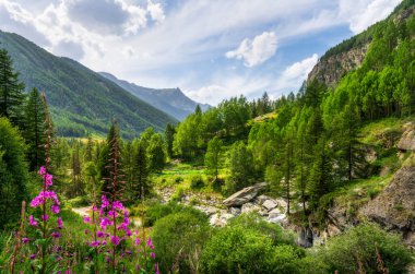 Cogne Vadisi manzarası ve yazın Lillaz şelalesinden çiçekler. Aosta Vadisi bölgesi, İtalya