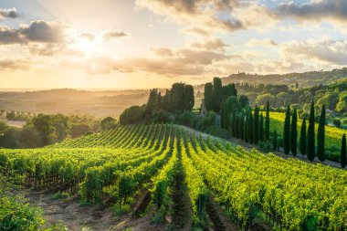 Alta Maremma manzarası. Gün batımında üzüm bağları ve arkada Casale Marittimo köyü. Pisa ili, Toskana bölgesi, İtalya