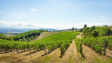 Monteguidi köyünde sarmaşık bağları ve üzüm bağları, yeşil tepeleri ve selvi ağaçları olan Chianti şarap bölgesi, Casole d 'Elsa, Siena, Toskana, İtalya yaz manzarası