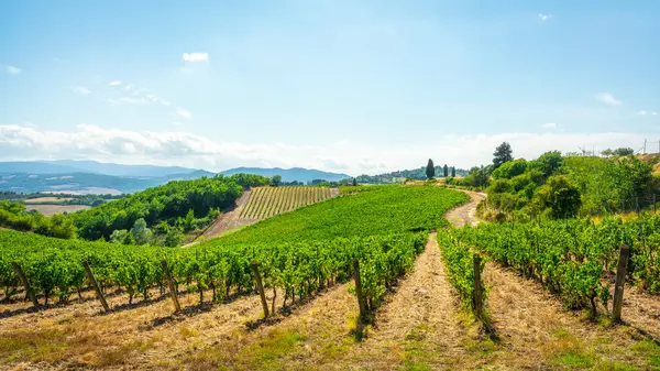 Monteguidi köyünde sarmaşık bağları ve üzüm bağları, yeşil tepeleri ve selvi ağaçları olan Chianti şarap bölgesi, Casole d 'Elsa, Siena, Toskana, İtalya yaz manzarası