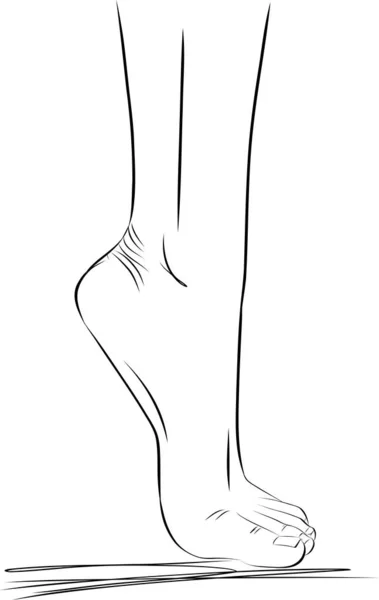Vackra Kvinnliga Fötter Handritad Vektor Illustration Realistiska Mänskliga Fötter Frisk — Stock vektor