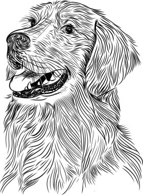 Golden Retriever köpeğinin çizimi