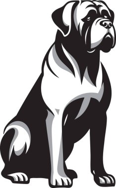 Güçlü bir Bullmastiff örneği, kaslı yapısını ve özenli ifadesini sergiliyor. Evcil hayvan tasarımları, markalaşma, baskılar ve eğitim materyallerinde kullanım için ideal.