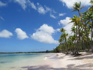 Berrak palmiye ağaçları ve sıra sıra şezlonglarla kaplı sakin tropik bir sahil, berrak mavi gökyüzünün altında dinlenmek için mükemmel bir yer sunuyor. Sahne dinginlik yayar ve ziyaretçileri okyanus kenarında dinlenmeye davet eder..