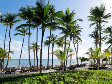 Berrak palmiye ağaçları ve sıra sıra şezlonglarla kaplı sakin tropik bir sahil, berrak mavi gökyüzünün altında dinlenmek için mükemmel bir yer sunuyor. Sahne dinginlik yayar ve ziyaretçileri okyanus kenarında dinlenmeye davet eder..