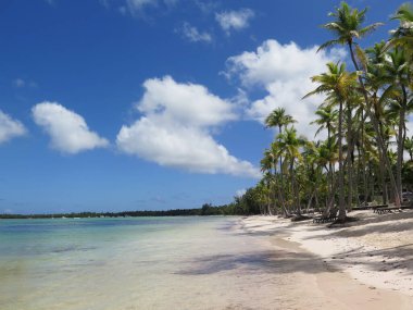 Berrak palmiye ağaçları ve sıra sıra şezlonglarla kaplı sakin tropik bir sahil, berrak mavi gökyüzünün altında dinlenmek için mükemmel bir yer sunuyor. Sahne dinginlik yayar ve ziyaretçileri okyanus kenarında dinlenmeye davet eder..
