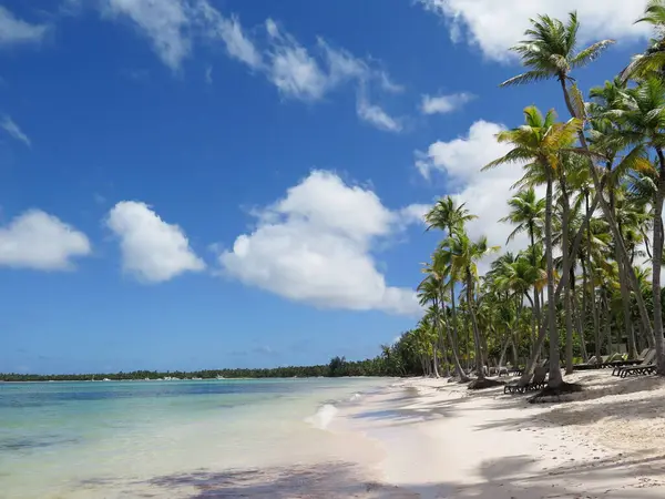 Berrak palmiye ağaçları ve sıra sıra şezlonglarla kaplı sakin tropik bir sahil, berrak mavi gökyüzünün altında dinlenmek için mükemmel bir yer sunuyor. Sahne dinginlik yayar ve ziyaretçileri okyanus kenarında dinlenmeye davet eder..