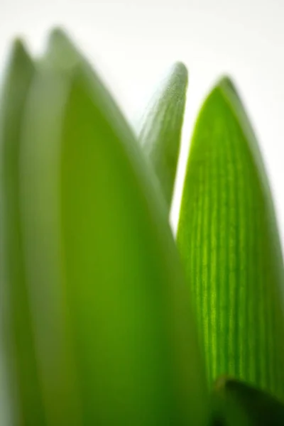 Nahaufnahme Der Grünen Hyazinthenblätter Auf Weißem Hintergrund Geringe Schärfentiefe Weicher — Stockfoto