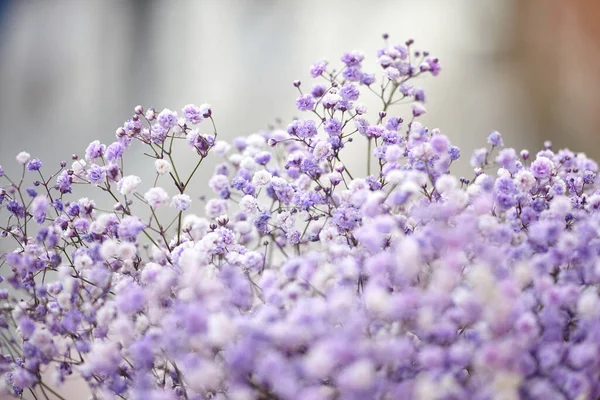 Les Fleurs Gypsophila Violette Rapprochent Fond Fleurs Concentration Sélective — Photo