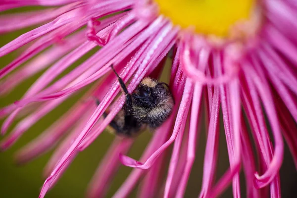 Bumblebee Covered Dew Sleeps Aster Flower Bumblebee Wakes Nights Sleep — Stock Photo, Image