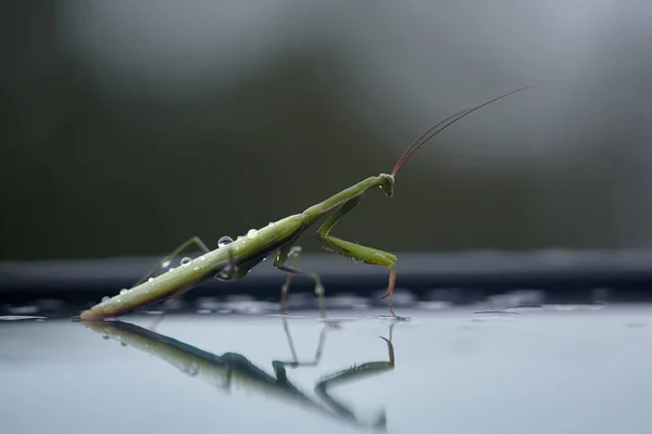 Vista Lateral Mantis Religiosa Verde Atacar Mantis Después Lluvia Profundidad — Foto de Stock