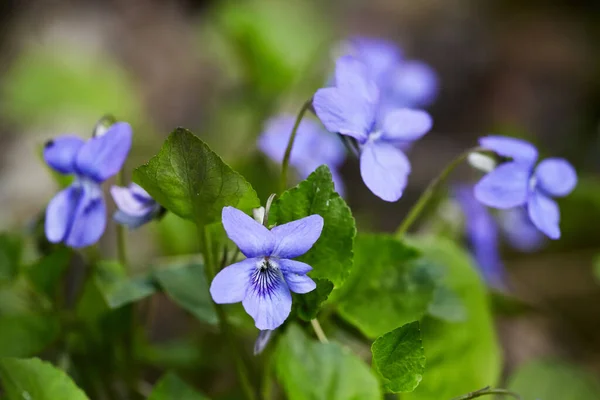 Virágzó Erdei Ibolya Bokor Egy Tavaszi Napon Virágzó Növény Viola Jogdíjmentes Stock Fotók
