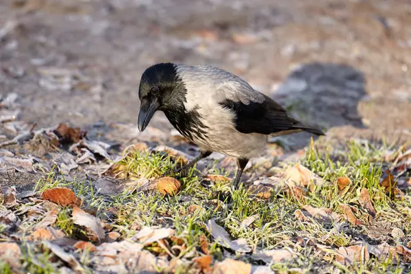 Gray Crow Winter Park Nut Its Beak Bird Watching Winter — Photo