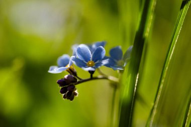 Küçük parlak mavi beni unutma çiçekler değil, yakın plan, seçici odak noktası bokeh yeşil arka plan. Gerçek unutamamanın mavi çiçekleri (Myosotis akrepleri)