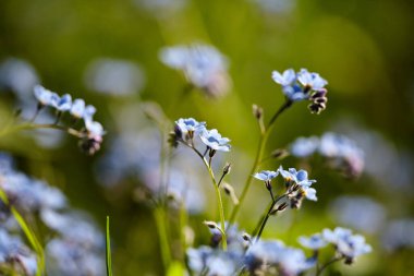 Küçük parlak mavi beni unutma çiçekler değil, yakın plan, seçici odak noktası bokeh yeşil arka plan. Gerçek unutamamanın mavi çiçekleri (Myosotis akrepleri)