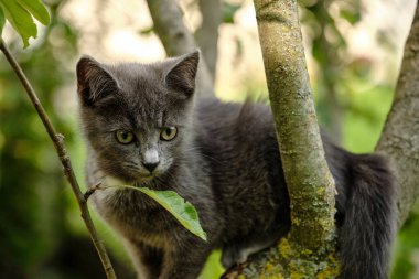 A Beautiful young Cat sitting on a tree. Cute pet on a natural green background. Cat peeking out prey on a tree.