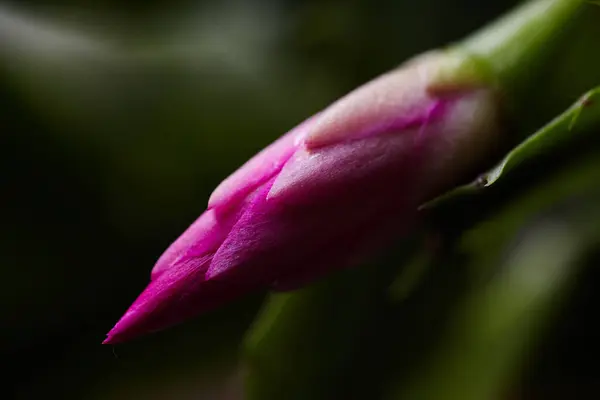 stock image Closeup of Houseplant schlumbergera with pink flowers, parent of Christmas cactus or Thanksgiving cactus. Christmas cactus flower pink bud