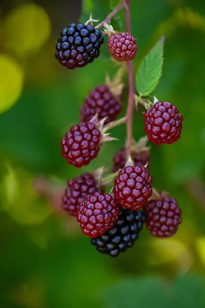 Ripe and unripe blackberries on the bush. Bunch of blackberries.