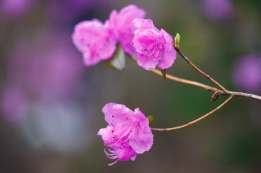 İlkbaharda açan pembe açelya dalının yakın çekimi. Azalea bahçesine yakın çekim. Pembe rhododendron çiçeği. Çiçek açan çalılar.