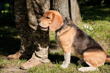 Bir av köpeği bir sınır muhafızının ayaklarının dibinde oturuyor. Çalışan köpek eğitimi.