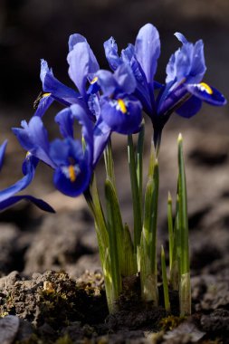 Mavi iris reticulata - soğanlı bitkiler. Iris Reticulata - kahverengi toprak arka planında bahar mavisi çiçekleri. Iridodictyum retikülatum. Makro.