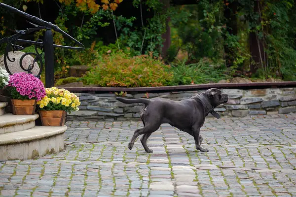 Big Black Dog Cane Corso walking. Black Dog walking in the back yard
