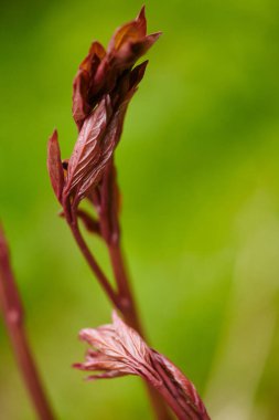 Bahar Bahçesinde Şakayık 'ı filizlendirmek. Tarım ve bahçe şakayıkları. Bahçe çiçekleri.