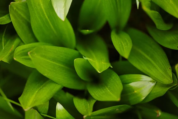 Many Leaves of Lily of the Valley. Top View. Shallow Depth of Field