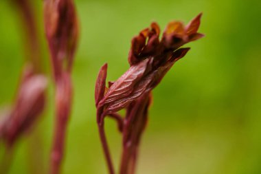 Bahar Bahçesinde Şakayık 'ı filizlendirmek. Tarım ve bahçe şakayıkları. Bahçe çiçekleri.