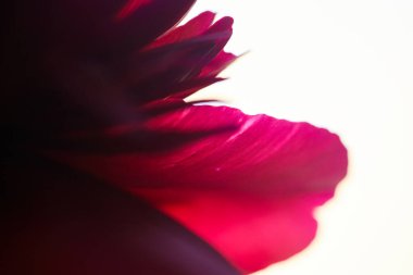 Kırmızı kestane rengi şakayık taç yapraklarının Macro 'ya yakın çekimi. Soyut çiçek arkaplanı. Seçici odak