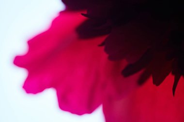 Kırmızı kestane rengi şakayık taç yapraklarının Macro 'ya yakın çekimi. Soyut çiçek arkaplanı. Seçici odak