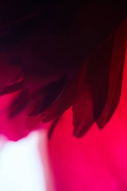 Kırmızı kestane rengi şakayık taç yapraklarının Macro 'ya yakın çekimi. Soyut çiçek arkaplanı. Seçici odak