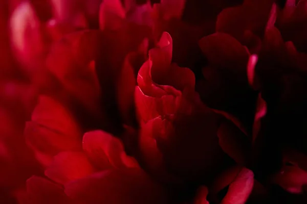Macro closeup of red burgundy peony petals. Abstract floral background. Selective focus