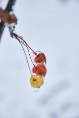 Buzda böğürtlen. Doğal dondurucu yağmur. Buz örtüsü. Kar böğürtlenleri üzerinde ezilmiş buz. Kış havası.