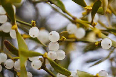 Ökseotu, ağaçların dallarında yetişen yarı asalak bir bitkidir. Ökseotunu beyaz böğürtlenlerle kapat. Yüzeyin derinliği