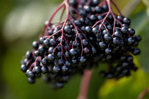 Olgun mürver çileklerinden oluşan yeşil bir arka plan. Bu arada, Elderberry antioksidan ve vitamin açısından zengin doğanın bir sembolüdür..