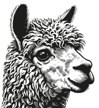 Bir alpaka 'nın yüzüne yakından bakınca, yumuşak kürkünün çerçevelediği gözlerinin nazik ve anlamlı doğasını ortaya koyuyor. Linocut biçiminde vektör illüstrasyonu.