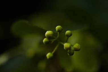 Yeşil Linden Buds: Baharın Sözünü Açıyorum. Makro, narin, sıkıca kapatılmış yeşil ıhlamur tomurcuklarını yakalar. Yumuşak, koyu bir arka plana karşı açılmaya hazır canlı yaşamı ima eder..