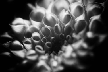 Monochrome Macro of Dahlia Petal Spirals. Close-up black and white study emphasizing texture, rhythm, and organic geometry. Floral head