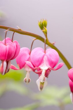 Tek bir Kanayan Kalp çiçeğinin (Lamprocapnos spectabilis) zarif şeklini ve yumuşak renk gradyanını vurgulayan ayrıntılı bir makrosu. Doğa temaları, tebrik kartları ya da botanik baskılar için ideal rüya gibi bir çiçek portresi..